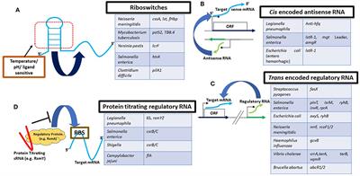 RNA-Dependent Regulation of Virulence in Pathogenic Bacteria